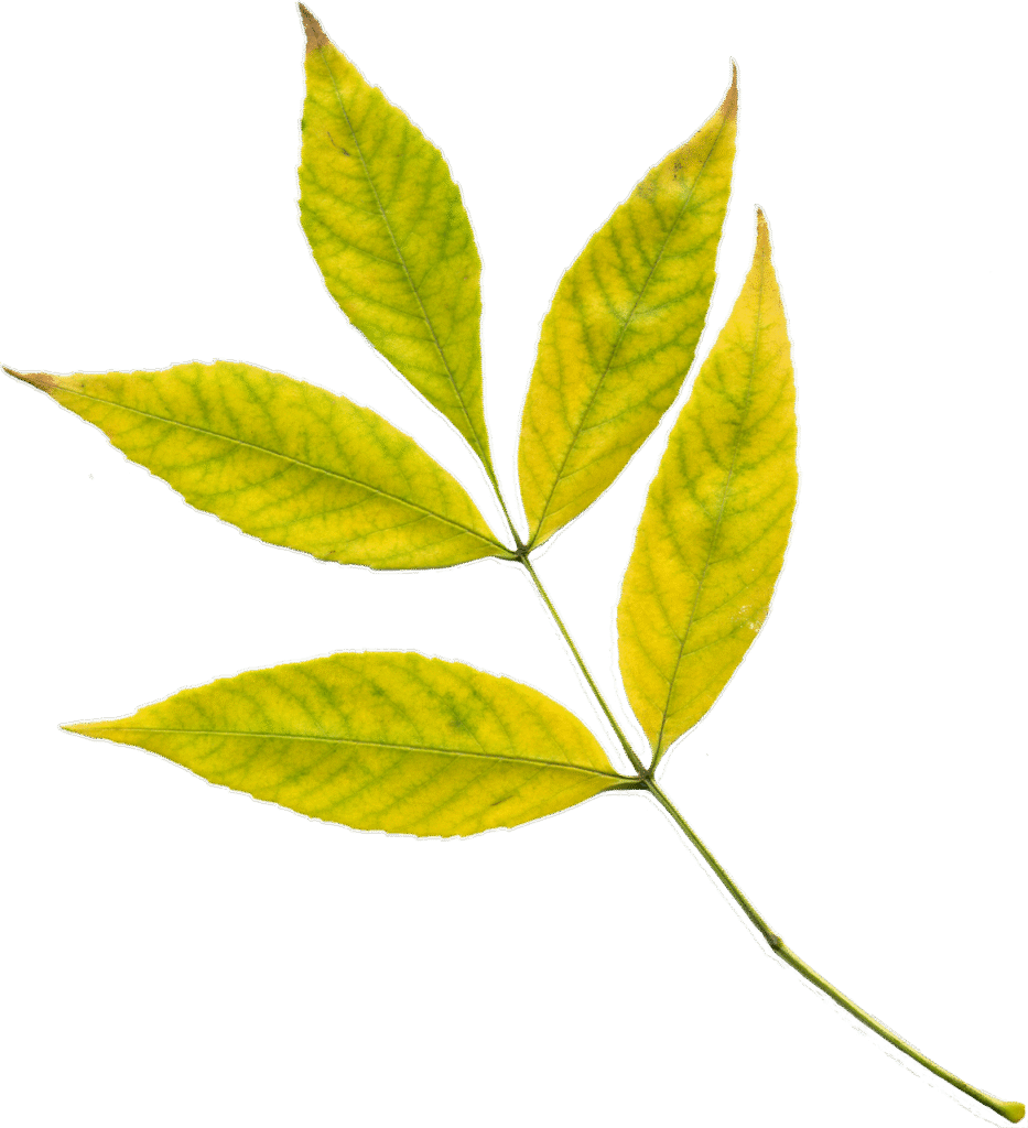 autumn, leaves, nature, yellow leaves, yellow, autumn leaf, plant, clipart, png